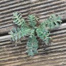 Glaucium flavum CrantzGlaucium flavum Crantz