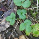 Fragaria vesca L.Fragaria vesca L.