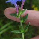 Glandora prostrata (Loisel.) D.C.ThomasGlandora prostrata (Loisel.) D.C.Thomas