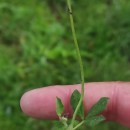 Lotus pedunculatus Cav.Lotus pedunculatus Cav.