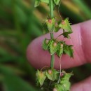 Rumex obtusifolius L.Rumex obtusifolius L.