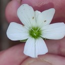 Arenaria montana  L.Arenaria montana  L.