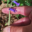 Hyacinthoides non-scripta (L.) Chouard ex Rothm.Hyacinthoides non-scripta (L.) Chouard ex Rothm.
