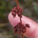 Rumex obtusifolius L.Rumex obtusifolius L.