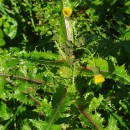 Sonchus asper (L.) HillSonchus asper (L.) Hill