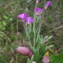 Epilobium hirsutum L.Epilobium hirsutum L.