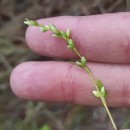 Persicaria hydropiper (L.) SpachPersicaria hydropiper (L.) Spach