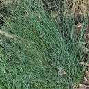 Festuca rubra L. subsp. pruinosa (Hack.) PiperFestuca rubra L. subsp. pruinosa (Hack.) Piper