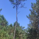 Pinus pinaster AitonPinus pinaster Aiton