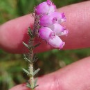 Erica tetralix L.Erica tetralix L.