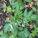 Solanum lycopersicum L.Solanum lycopersicum L.