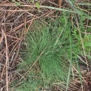 Agrostis curtisii KerguélenAgrostis curtisii Kerguélen