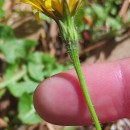 Leontodon tuberosus Batt.Leontodon tuberosus Batt.