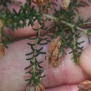 Erica australis L.Erica australis L.
