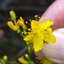 Hypericum undulatum Schousb. ex Willd.Hypericum undulatum Schousb. ex Willd.
