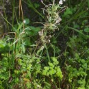 Epilobium obscurum Schreb.Epilobium obscurum Schreb.