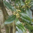 Laurus nobilis L.Laurus nobilis L.
