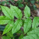 Fraxinus angustifolia VahlFraxinus angustifolia Vahl