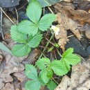 Fragaria vesca L.Fragaria vesca L.