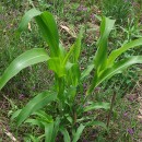 Zea mays L.Zea mays L.