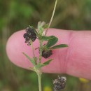 Medicago lupulina L.Medicago lupulina L.