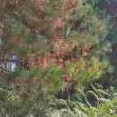 Pinus radiata D. DonPinus radiata D. Don