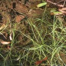 Isolepis fluitans (L.) R.Br.Isolepis fluitans (L.) R.Br.