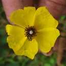 Tuberaria globulariifolia (Lam.) Willk.Tuberaria globulariifolia (Lam.) Willk.