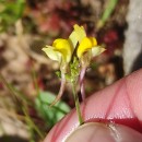 Linaria saxatilis (L.) Chaz.Linaria saxatilis (L.) Chaz.