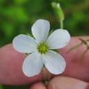 Arenaria montana L.Arenaria montana L.