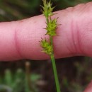 Carex echinata MurrayCarex echinata Murray