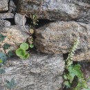 Umbilicus rupestris (Salisb.) DandyUmbilicus rupestris (Salisb.) Dandy