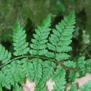 Dryopteris guanchica Gibby & JermyDryopteris guanchica Gibby & Jermy
