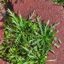 Plantago coronopus L.Plantago coronopus L.