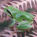 Hyla molleri Bedriaga, 1890Hyla molleri Bedriaga, 1890