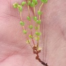 Radiola linoides RothRadiola linoides Roth