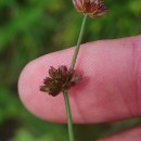 Juncus bulbosus L.Juncus bulbosus L.