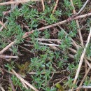 Thymus caespititius Brot.Thymus caespititius Brot.