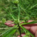 Cyperus eragrostis Lam.Cyperus eragrostis Lam.