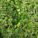 Ranunculus muricatus L.Ranunculus muricatus L.