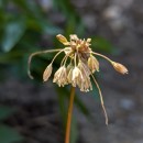 Allium oleraceum L.Allium oleraceum L.