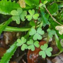 Oxalis corniculata L.Oxalis corniculata L.