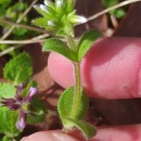 Cerastium glomeratum Thuill.Cerastium glomeratum Thuill.