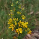 Ulex minor RothUlex minor Roth
