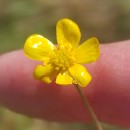 Ranunculus flammula L.Ranunculus flammula L.