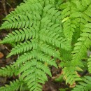 Dryopteris carthusiana (Vill.) H.P. FuchsDryopteris carthusiana (Vill.) H.P. Fuchs