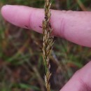 Molinia caerulea (L.) MoenchMolinia caerulea (L.) Moench