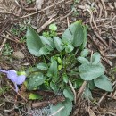 Viola lactea Sm.Viola lactea Sm.