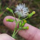 Senecio vulgaris L.Senecio vulgaris L.