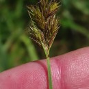 Carex leporina L.Carex leporina L.